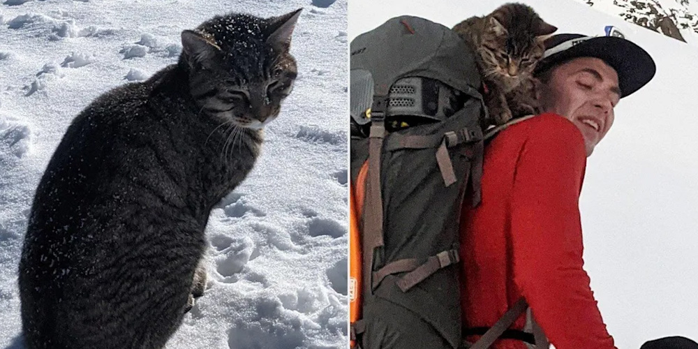 A-Cat-Lost-For-4-Days-on-a-Swiss-Mountain-Followed-Hikers-Back-Home