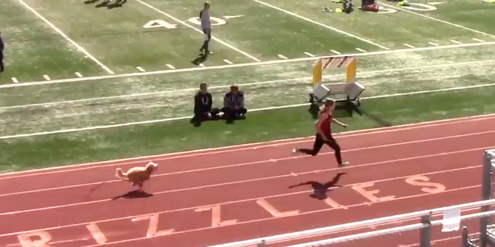 A Speedy Canine Joined a Utah Track Meet, Outstripping All Competitors!