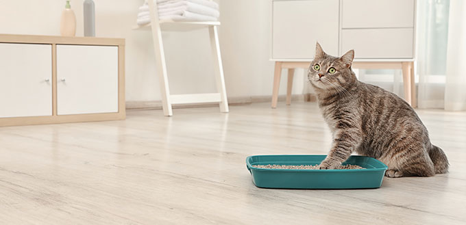 Adorable grey cat near litter box indoors.