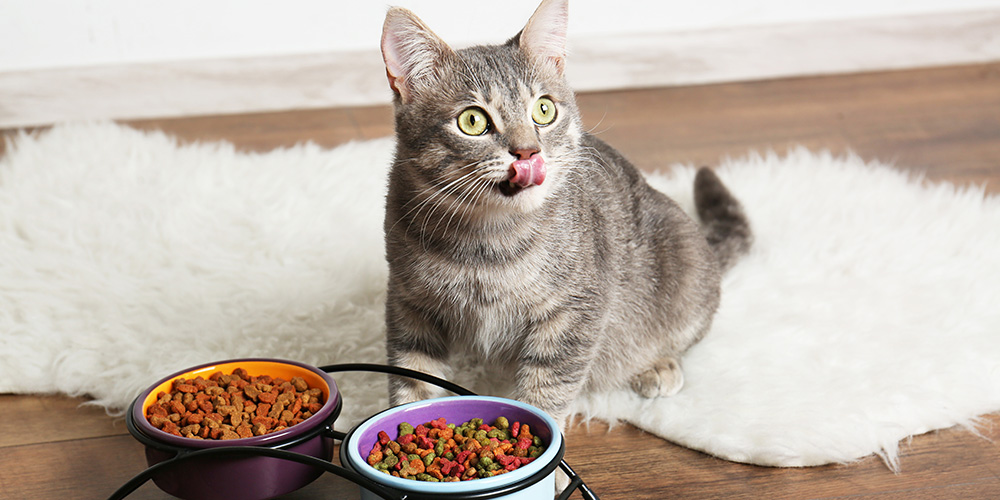 Another Recall Of Cat Food Due To Salmonella Concerns