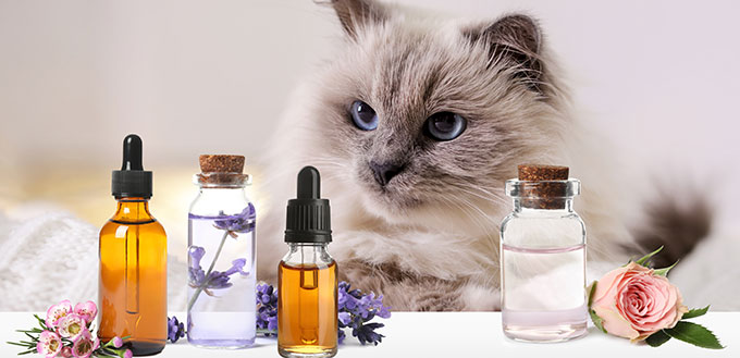 Aromatherapy for animals.