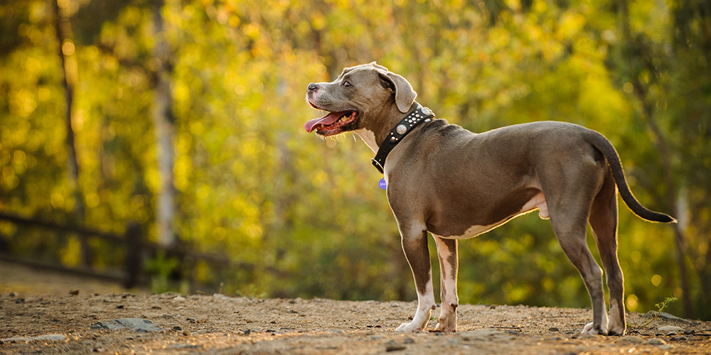 Astro the Hero American Pit Bull Receives Award for Saving Owner