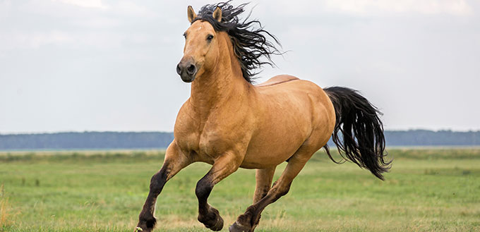 Beautiful bay horse.