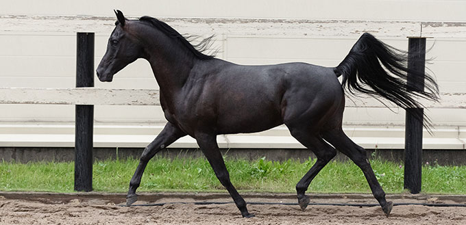 Beautiful black arabian horse runs free in paddock on the sand background