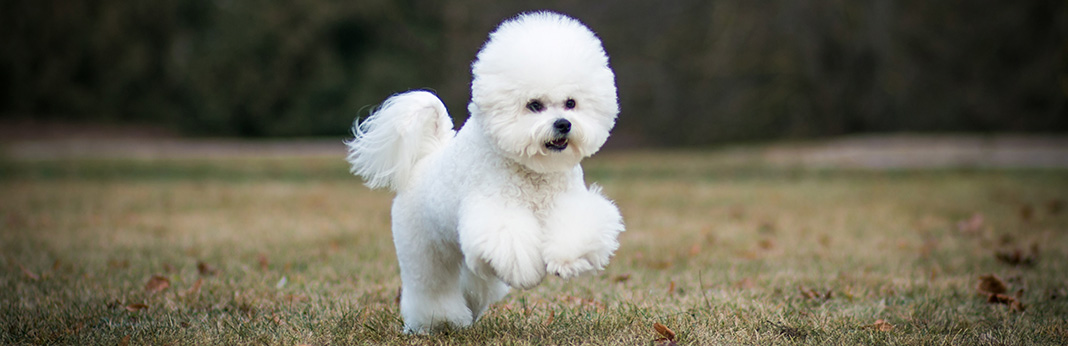 Bichon Frise: Breed Information, Characteristics, and Facts