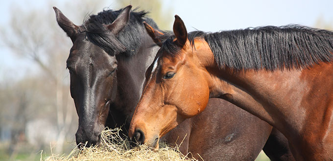 Black and brown horses eating hay