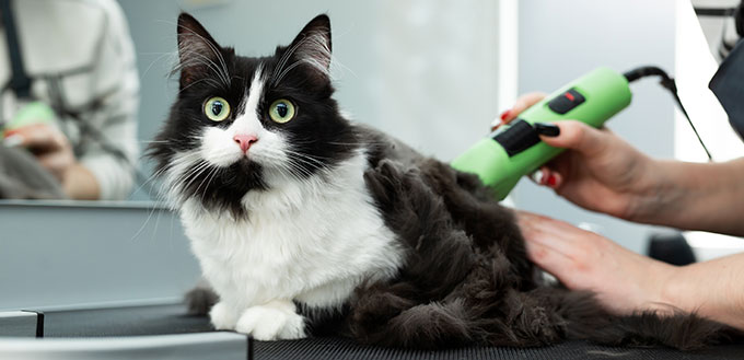 Cat grooming in pet beauty salon.