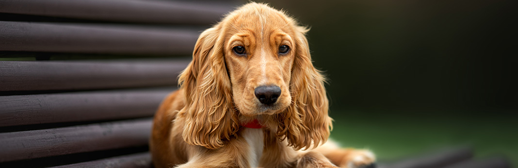 Cocker Spaniel Breed Information, Characteristics, and Facts