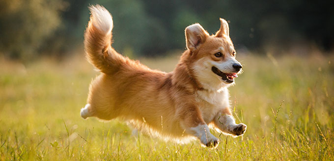 Corgi dog pembroke welsh corgi walking outdoor in summer park