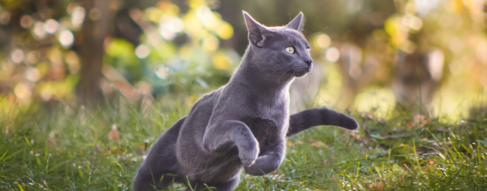 Joli chat russe bleu en cours d'exécution dans la nature