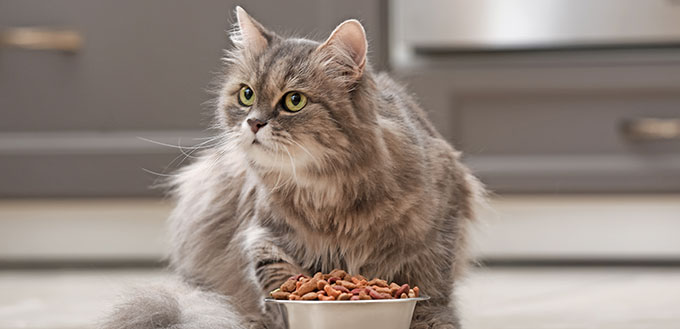 Cute cat near bowl with food at home