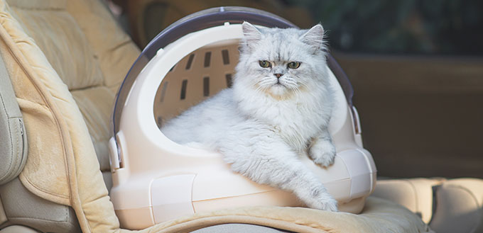 Cute persian cat sitting in a travel box