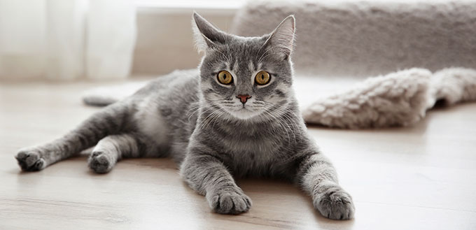 Cute tabby cat lying on floor at home