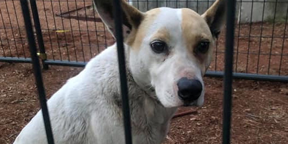 Dog That Has Been Missing for 5 Years Reunited With Family