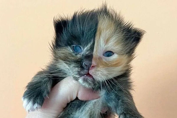 Domestic cat chimera with turtle color 