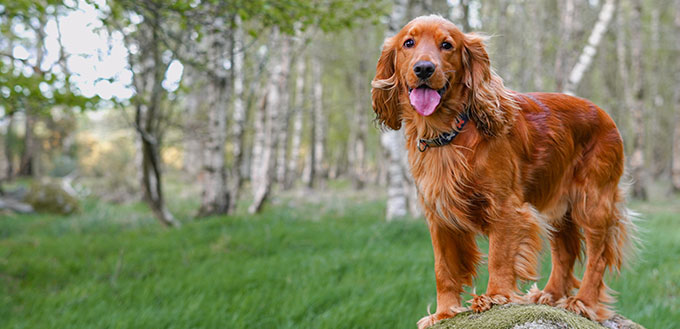 English cocker spaniel dog standing on the stone in the forest.