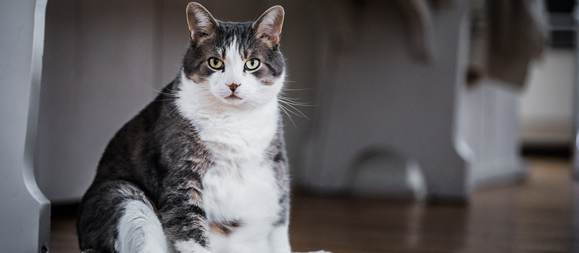 Funny-Fat-Cat-Sitting-in-the-Kitchen-and-Probably-Waiting-for-some-more-Food