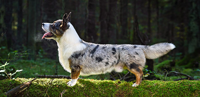 Funny merle Cardigan Welsh Corgi standing on green moss in forest on a sunny day