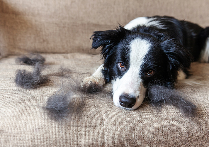 Funny portrait of cute puppy dog border collie with fur in moulting lying down on couch.