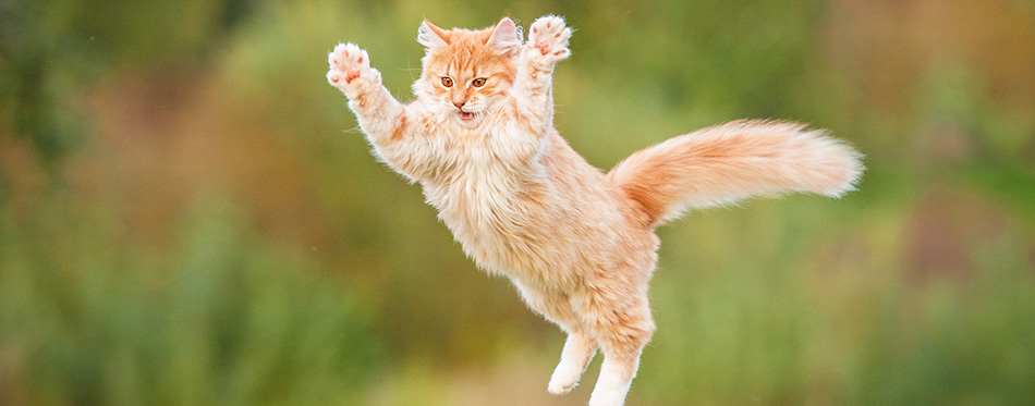 Do Female Cats Spray? | My Pet Needs That