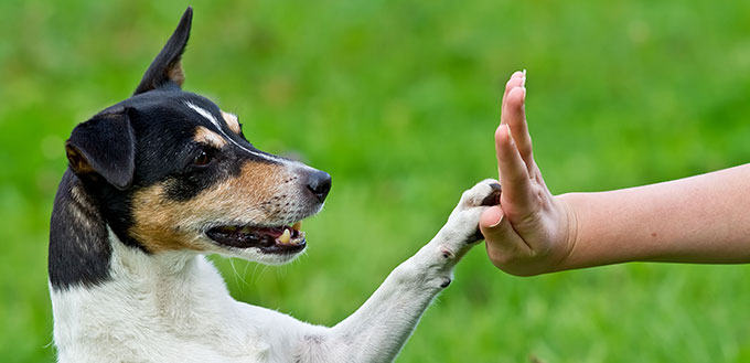 Give me five - Dog pressing his paw against a woman hand