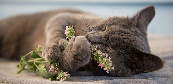 Gray Cat Enjoying Fresh Catnip Outside