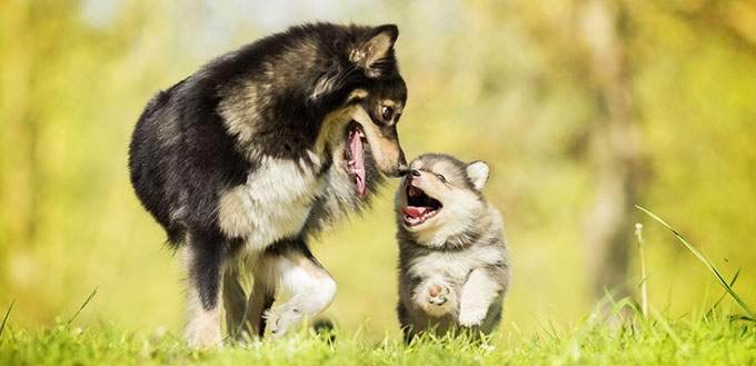 Heureuse famille de chiens qui ne craint ni malheur ni ennui et sera ensemble jusqu'à la toute fin