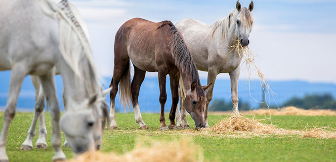 Horses grazing in field outdoors