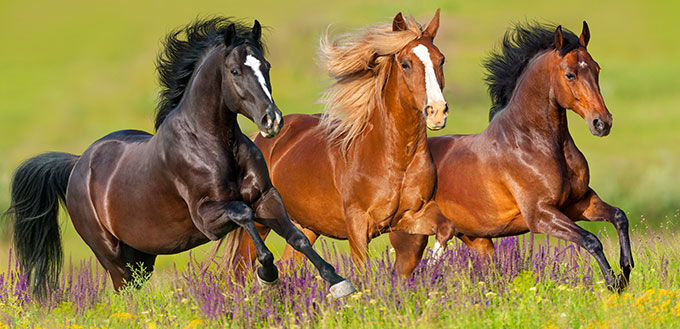 Vitesse du cheval: à quelle vitesse un cheval peut-il courir?