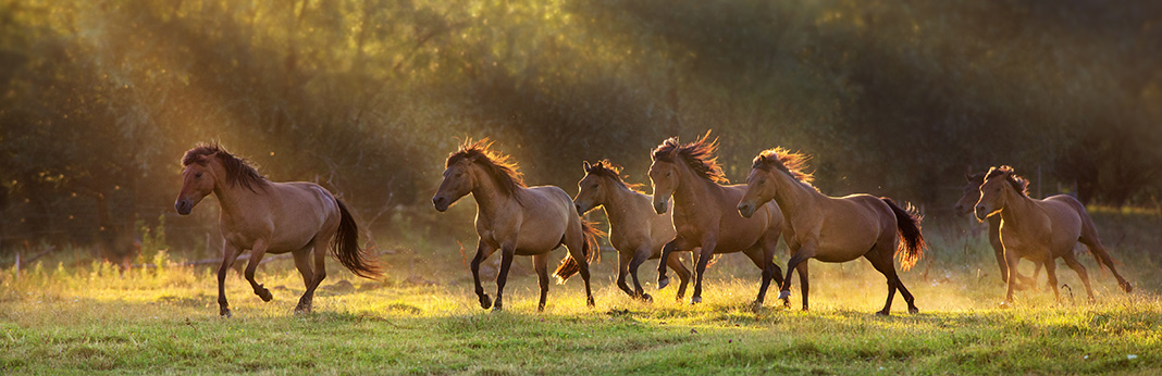 How Fast Can a Horse Run