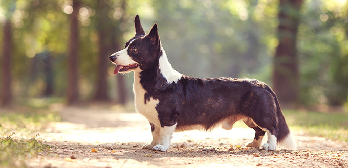 Un chien avec un corps long et des pattes courtes de race welsh corgi cardigan avec manteau noir et blanc à l'extérieur sur la journée ensoleillée d'été