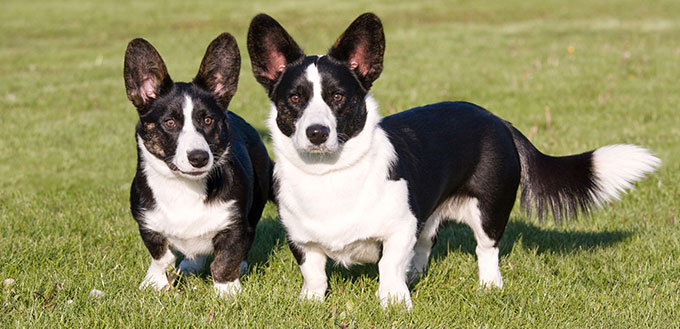 Pembroke Welsh Corgi vs Cardigan Welsh Corgi