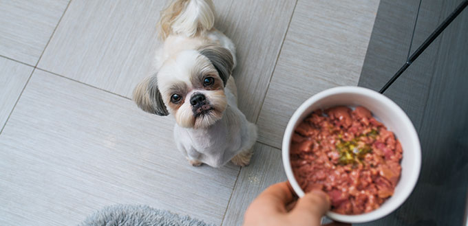 Shih tzu dog getting food from owner at kitchen.