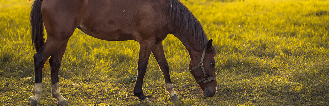 The Lowdown on the Equine Diet - What Do Horses Eat?