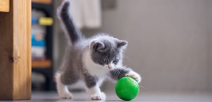 The kitten is playing with a ball