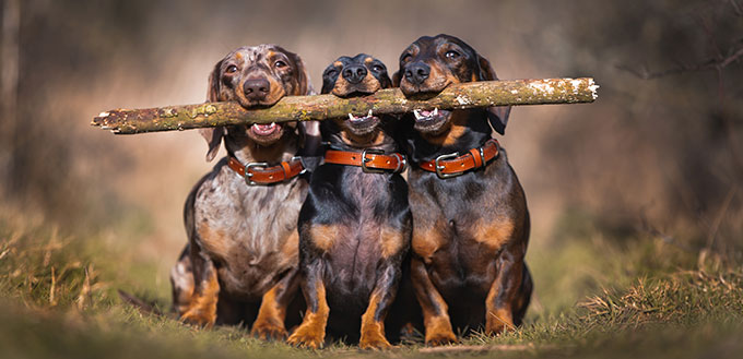 Three sausage dogs holding large stick, funny and cute photo in countryside.