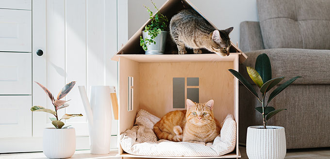 Two cats in wooden cat house living room scandinavian modern interior