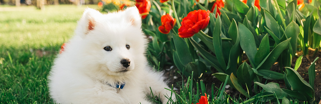 What's the Difference Between Dog Hair and Dog Fur