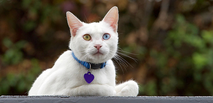 White cat wearing a blue collar with purple blank name tag looking towards viewer with heterochromatic eyes.