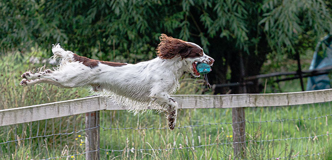 Working gun dogs including spaniels, cockers and springers and retrievers training on dummies for test trials or competing in field trials.