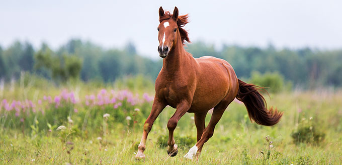 Cheval alezan court au galop sur un champ de printemps, d'été