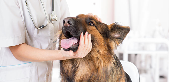 clinical dog examination by veterinary doctor in office