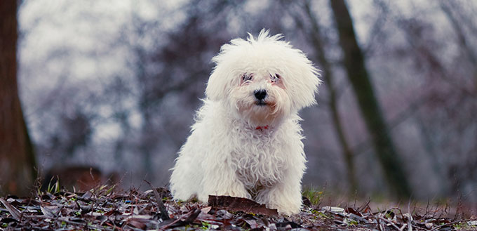 fluffy white little dog plays