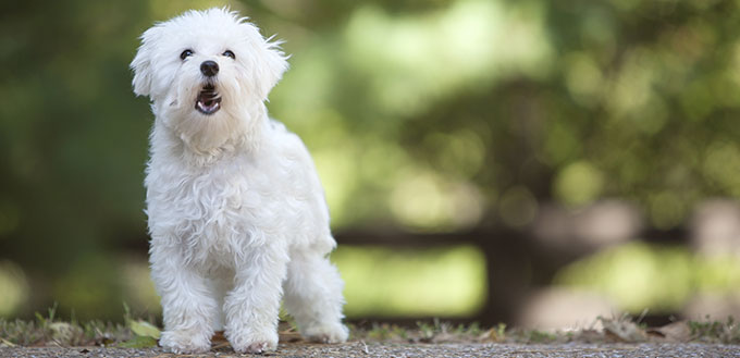 maltese dog barking