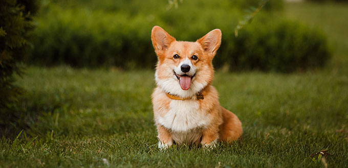 the Corgi dog sitting on the grass