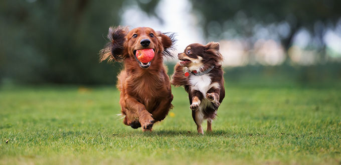 deux petits chiens jouant ensemble à l'extérieur