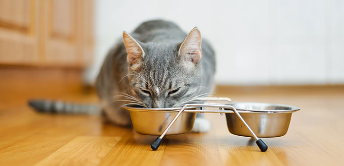 young cat eating food from a plate