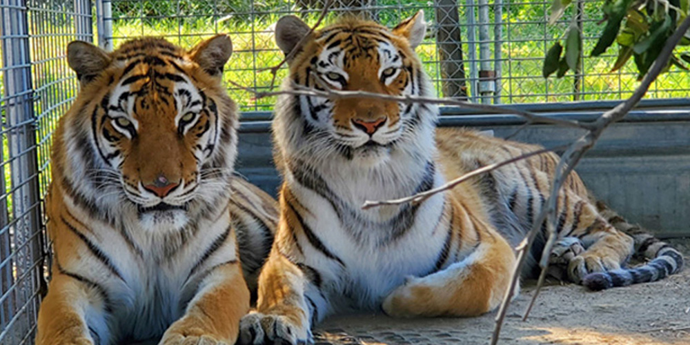 35-Big-Cats-Seized-From-“Tiger-King”-Taken-in-by-Colorado’s-Wild-Animal-Sanctuary