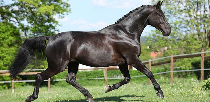 Incroyable warmblood hollandais noir courir seul dans un paddock