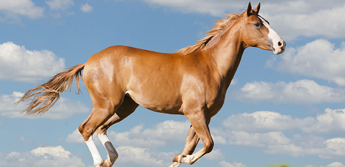 Quarter Horse américain